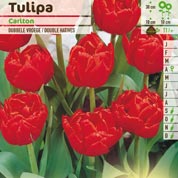 Tulip Double, Early flowering 'Carlton'